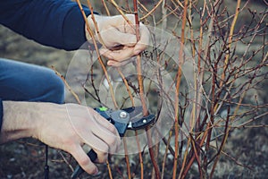 Cutting bilberries bushes in the early spring