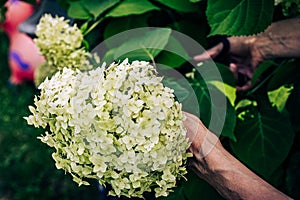 Cutting bouquet of white hydrangea flower blossom