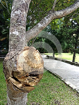 Cutting of a branch on a tree