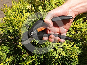 Cutting branches
