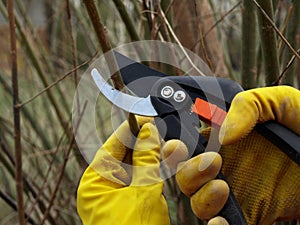 Cutting branches, close up