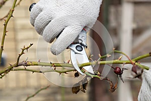 Cutting branches on rosa bush using pruning shears, secateur. Pruning, gardening tools. Farmers hand prunes and cuts branches of a