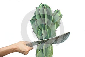 Cutting cactus