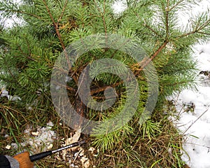 Cutting a Christmas Tree