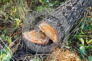 Cutting conifer tree in forest.