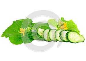 Cutting cucumbers with yellow blossom cluster.