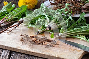 Cutting dandelion root on a cutting board