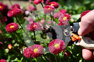 Cutting, dead heading, Bellis Perennis Rose Red Double Daisy