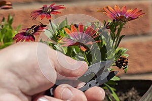 Cutting deadheading Osteospermum flower plants with a metal garden cutter can.