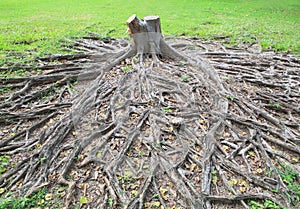 Cutting died of banyan tree stump with root in green field photo