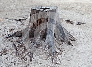 Cutting died of pine tree stump on sand beach photo