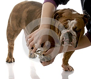 Cutting dogs toenails