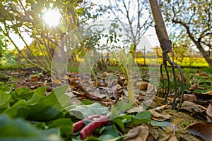 Cutting down dahlia plant foliage before digging up the tubers for winter storage. Autumn gardening jobs.