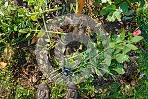 Cutting down dahlia plant foliage before digging up the tubers for winter storage. Autumn gardening jobs.