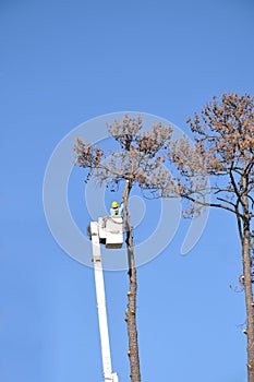 Cutting down a dead tree