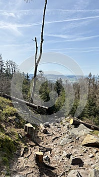 Cutting down dry trees on a mountain, rocky terrain, mountain coniferous forest
