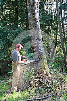 Cutting down large tree