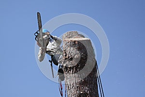 Cutting down a pinetree