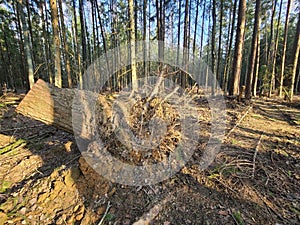 cutting down trees in the forest