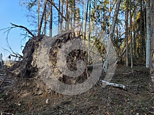 cutting down trees in the forest