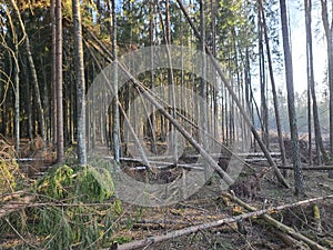 cutting down trees in the forest