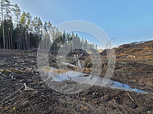 cutting down trees in the forest