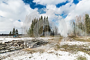 Cutting down trees in the forest