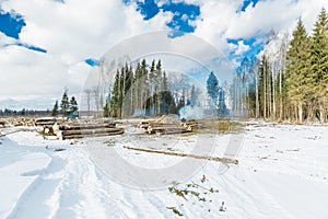 Cutting down trees in the forest