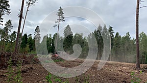 Cutting down trees in the forests of Belarus