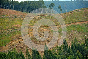 cutting down trees in the forests