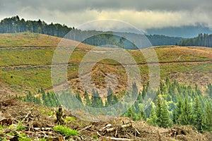 cutting down trees in the forests