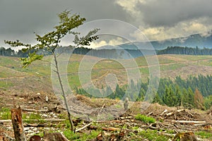 cutting down trees in the forests