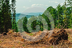 Cutting down trees in the mountains