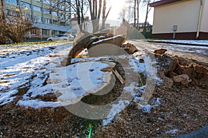 Cutting down trees and stumps in the city. A severed stump near the sidewalk. Improvement of the territory and infrastructure of