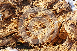 Cutting down trees and stumps in the city. A severed stump near the sidewalk. Improvement of the territory and infrastructure of