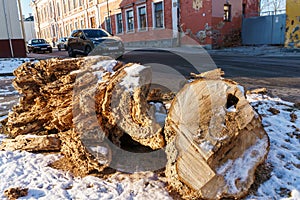 Cutting down trees and stumps in the city. A severed stump near the sidewalk. Improvement of the territory and infrastructure of