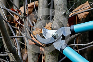 Cutting dry tree branches with a pruning shears