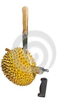 Cutting a durian fruit.