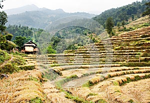 Cutting field of rice