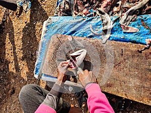 Cutting a fish head.  Fishmongers& x27; everyday life