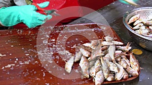 Cutting Fish in Market Stall. Woman Manual cleaning and Cuts Fresh Fish