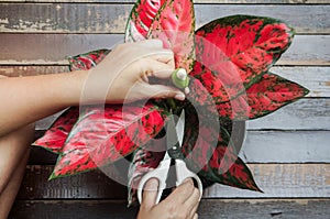 Cutting flower of aglaonema houseplant