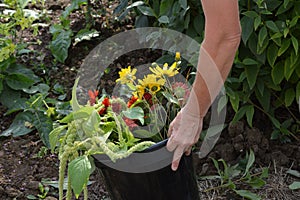 Cutting Flowers for a Bouquet