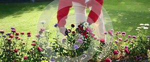 Cutting flowers, gardening photo