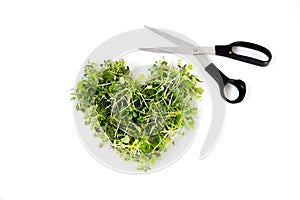 Cutting fresh microgreens: broccoli and red cabbage brassica microgreens in heart shape with scissors