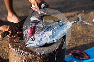 Cutting fresh tuna fish in the open air market