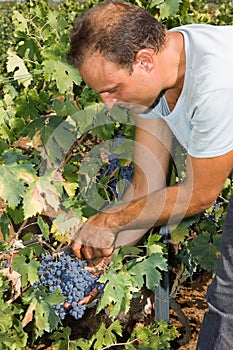 Cutting the grapes