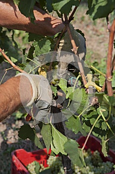 Cutting grapes for wine, the harvest