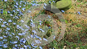 Cutting grass with a gasoline trimmer with a fishing line on the lawn in summer, close-up. Lawn care in the city, top