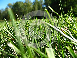 Cutting grass lawn